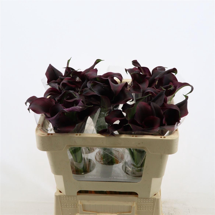 <h4>Calla Odessa</h4>