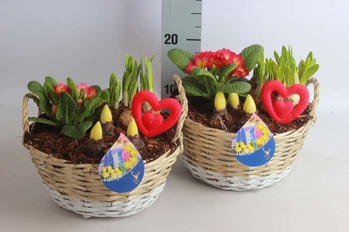 <h4>ARR BOL KNOLGEWAS</h4>