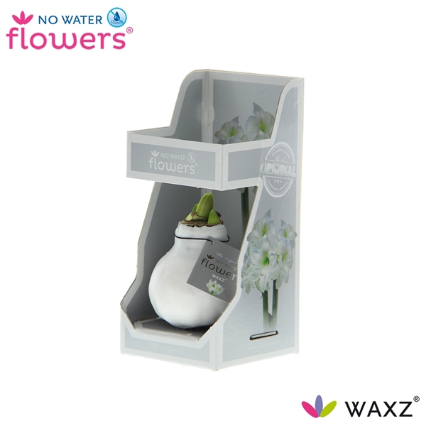 No Water Flowers Waxz® White in Gift Box