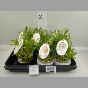 Dracaena sand. 'Lucky Bamboo' ..pyr