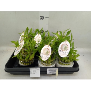 Dracaena sand. 'Lucky Bamboo' ..pyr