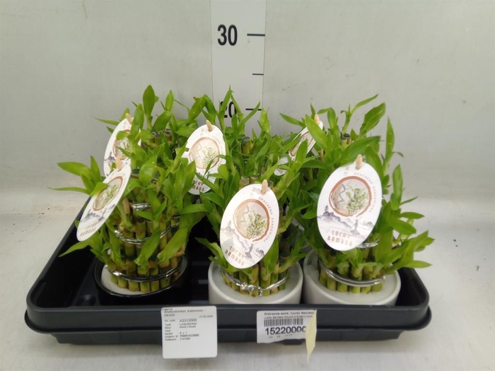 <h4>Dracaena sand. 'Lucky Bamboo' ..pyr</h4>