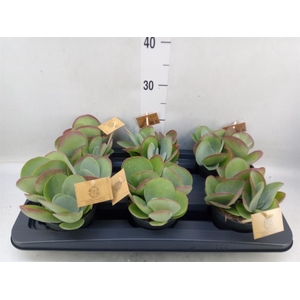 Kalanchoe NF thyrsiflora