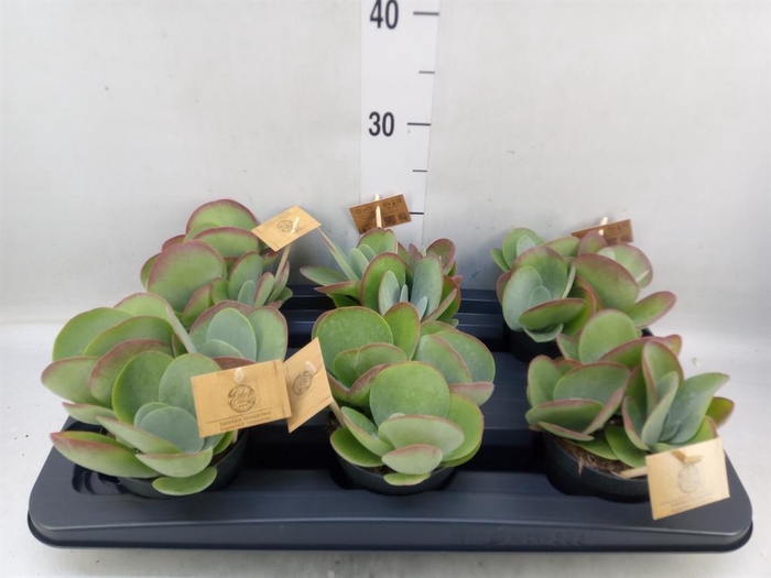 <h4>Kalanchoe NF thyrsiflora</h4>