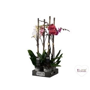 Hadithi 12 cm Phalaenopsis met Potcover en luxe bedel