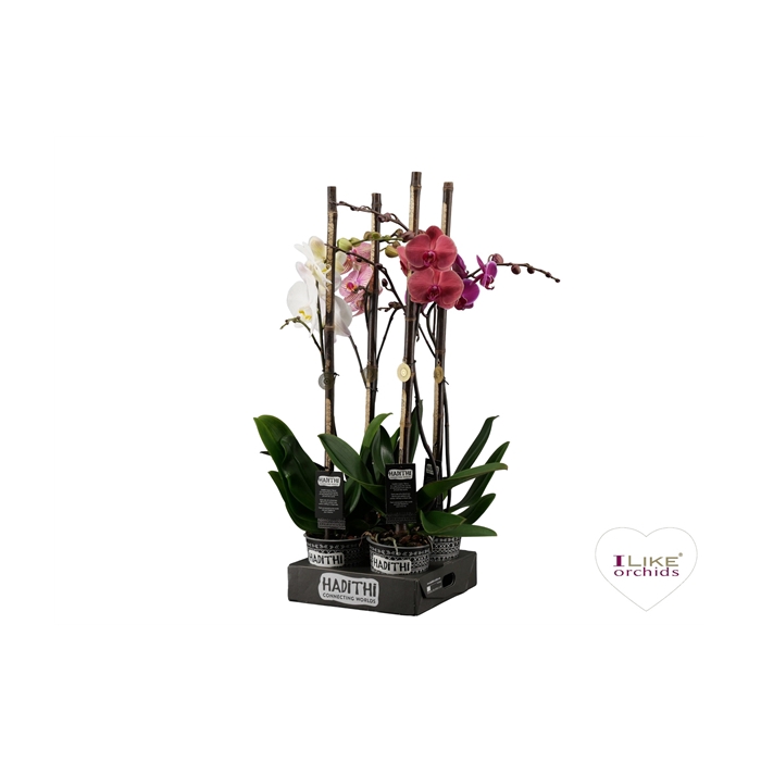 <h4>Hadithi 12 cm Phalaenopsis met Potcover en luxe bedel</h4>