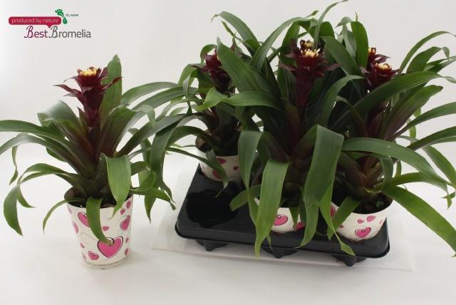 <h4>GUZM PAULINA</h4>