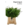 ASP DENS CWEBE