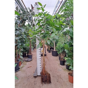 Ficus Altissima gedraaide stam 300