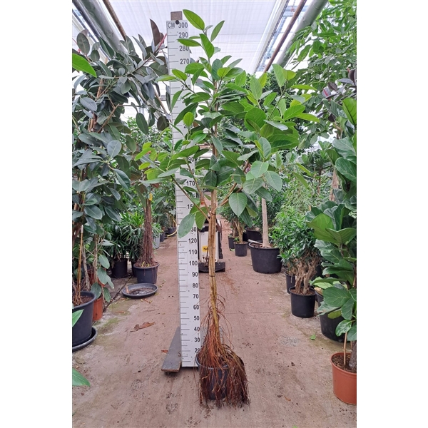 <h4>Ficus Altissima gedraaide stam 300</h4>