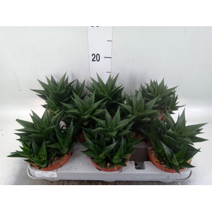 Haworthia limifolia