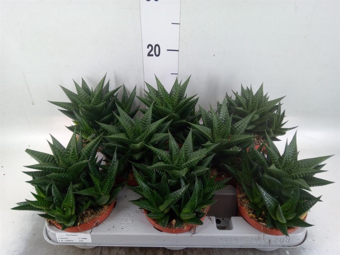 <h4>Haworthia limifolia</h4>