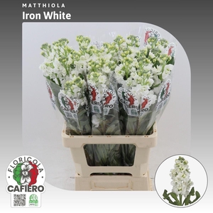 Matthiola Iron White