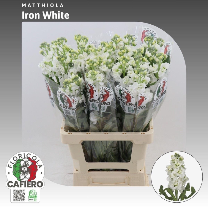 <h4>Matthiola Iron White</h4>