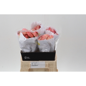 Ran Cloni Salmon Peach 40cm Ecu