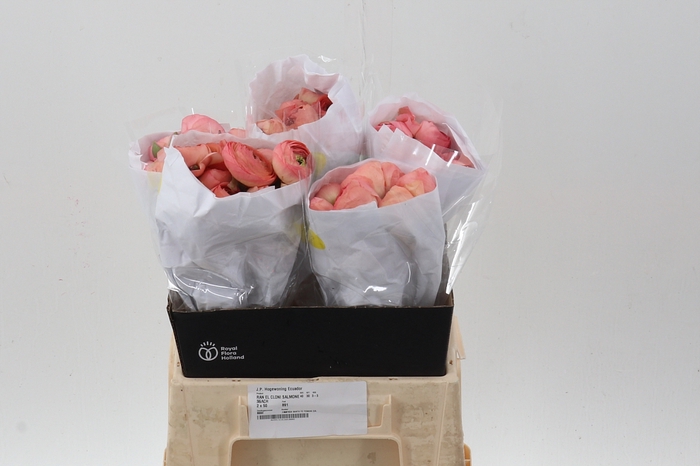 <h4>Ran Cloni Salmon Peach 40cm Ecu</h4>