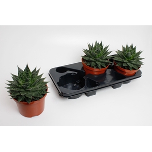 Aloë Aristata special