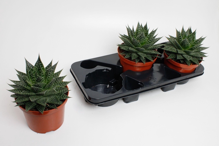 <h4>Aloë Aristata special</h4>