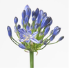 Agapanthus White