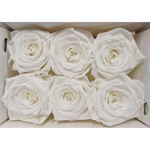 Ro Pres Classic Ivory