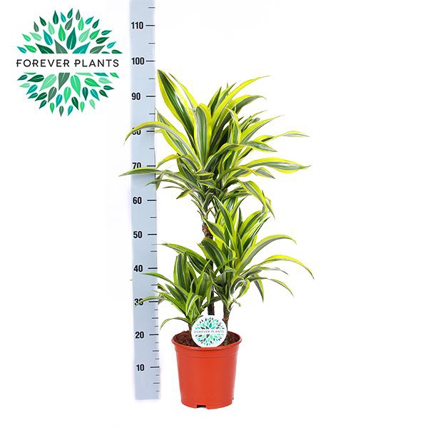 <h4>Dracaena fr de 'LemonLime'</h4>