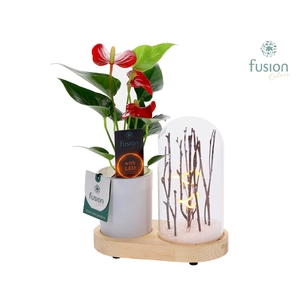 LED Lichtbal Vogels houten planter met Anthurium