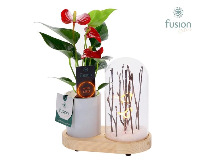 <h4>LED Lichtbal Vogels houten planter met Anthurium</h4>