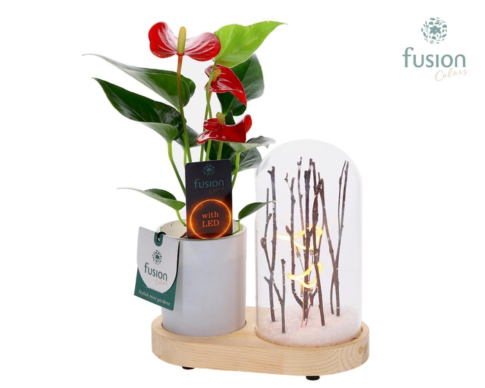 <h4>LED Lichtbal Vogels houten planter met Anthurium</h4>
