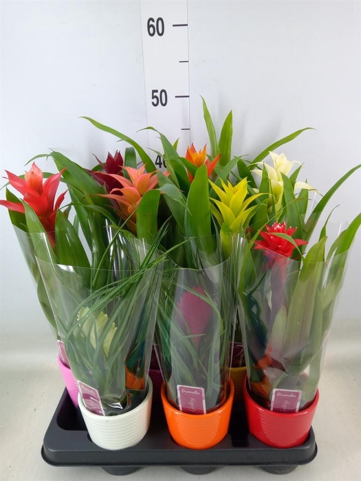 <h4>Bromelia   ...mix</h4>