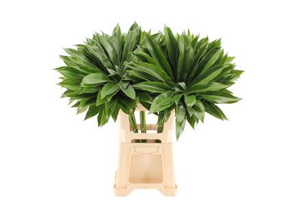 Philodendron Fun Bun