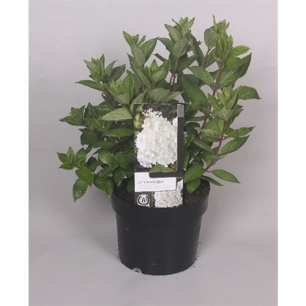 Hydrangea Paniculata Grandiflora