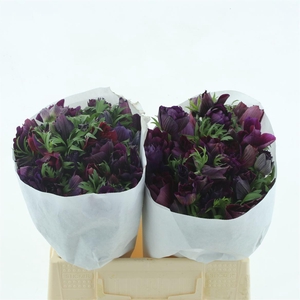 Anem Mistral Bordeaux Super