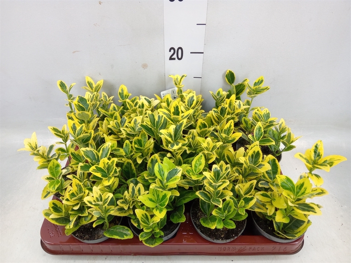 <h4>Euonymus japon. 'Marieke'</h4>