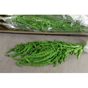 PF Amaranthus Hang Green Bs