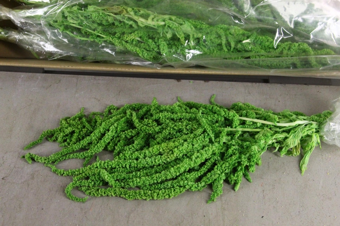 <h4>PF Amaranthus Hang Green Bs</h4>