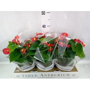 Anthurium andr. 'Royal Champion'