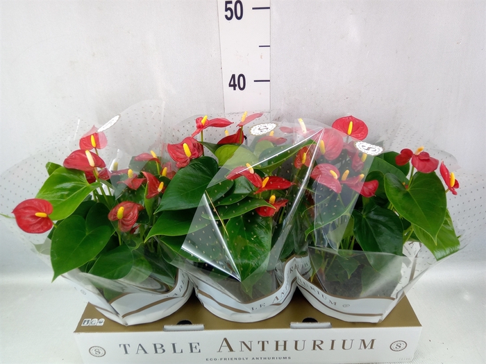 Anthurium andr. 'Royal Champion'