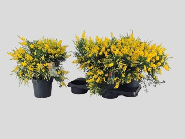 <h4>GENISTA X SP</h4>