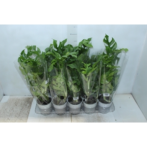 PLANTA ORNAMENTAL P12 VARIADO