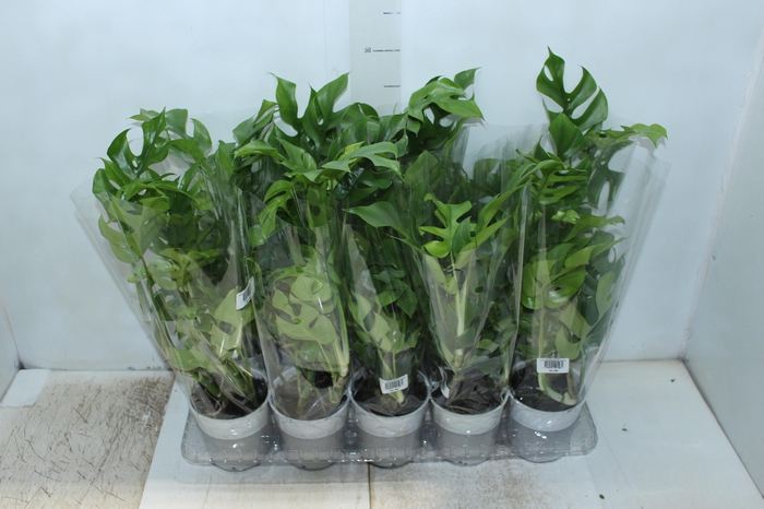 <h4>PLANTA ORNAMENTAL P12 VARIADO</h4>