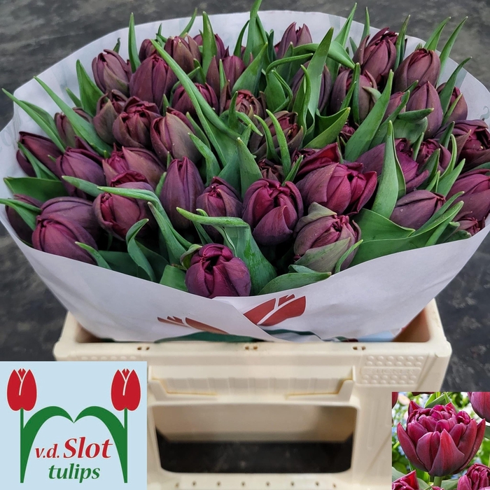 <h4>TU DU ALISON BRADLEY</h4>