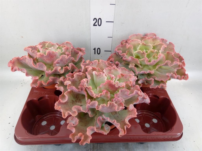 <h4>Echeveria   ...</h4>