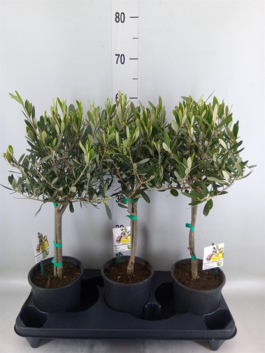 <h4>Olea europaea</h4>