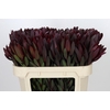 Leucadendron Saf Sunset Dark R.