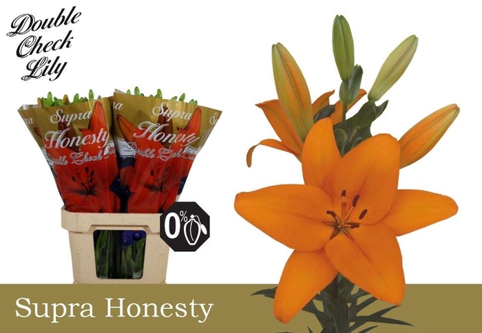 <h4>LI LA HONESTY LI LA HONESTY SUPRA</h4>