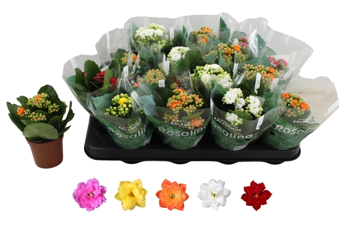 <h4>KAL GE RO GEM 5 KL</h4>