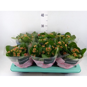 Kalanchoe blos.   ..rosebud mix/pot