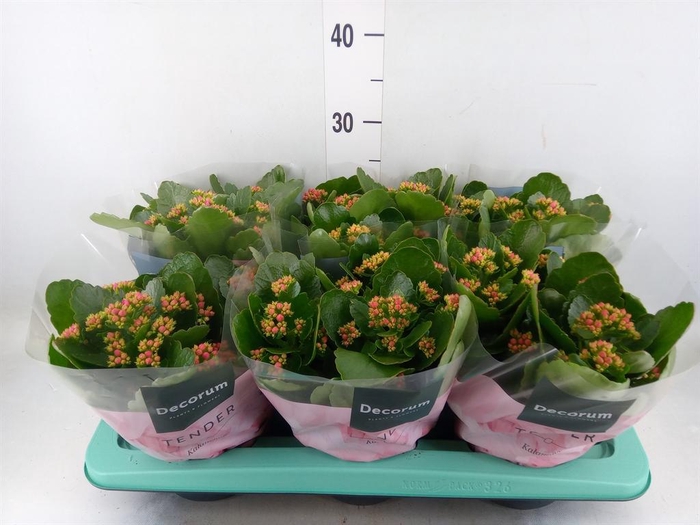 <h4>Kalanchoe blos.   ..rosebud mix/pot</h4>