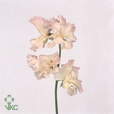 Lathyrus Mist Apricot