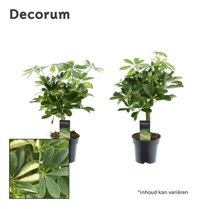 <h4>Schefflera op stam mix (Gold Capella & Compacta) (Decorum)</h4>